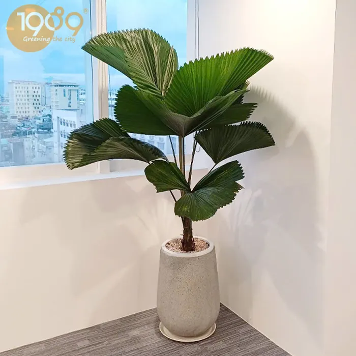 Cây Cọ Nhật