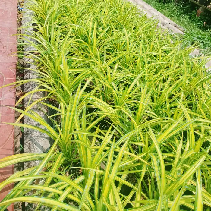 Cây Dứa Sọc Vàng