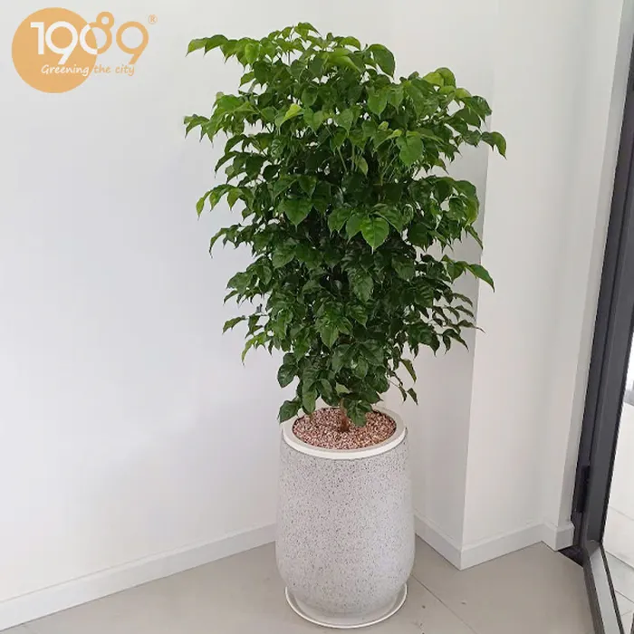 Cây Hạnh Phúc