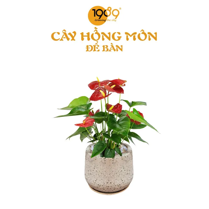 Cây Hồng Môn