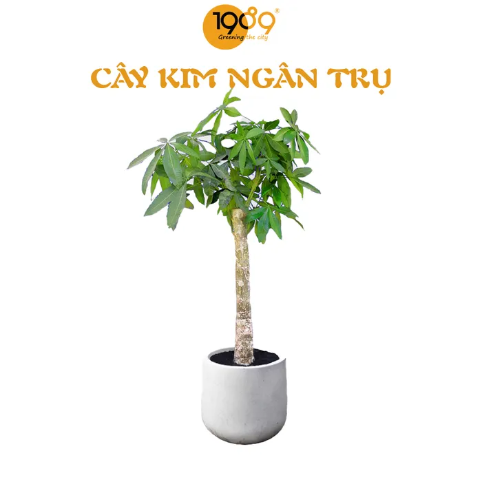 Cây Kim Ngân Nhất Trụ