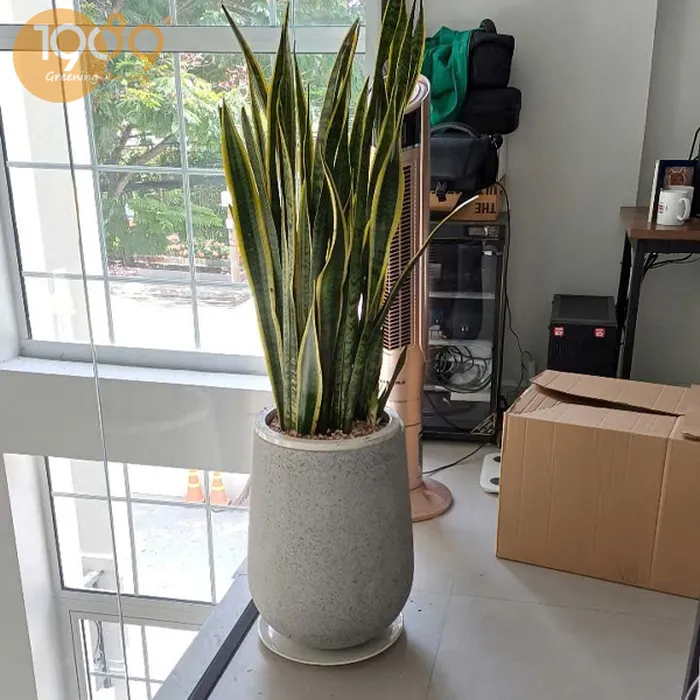 Cây Lưỡi Hổ