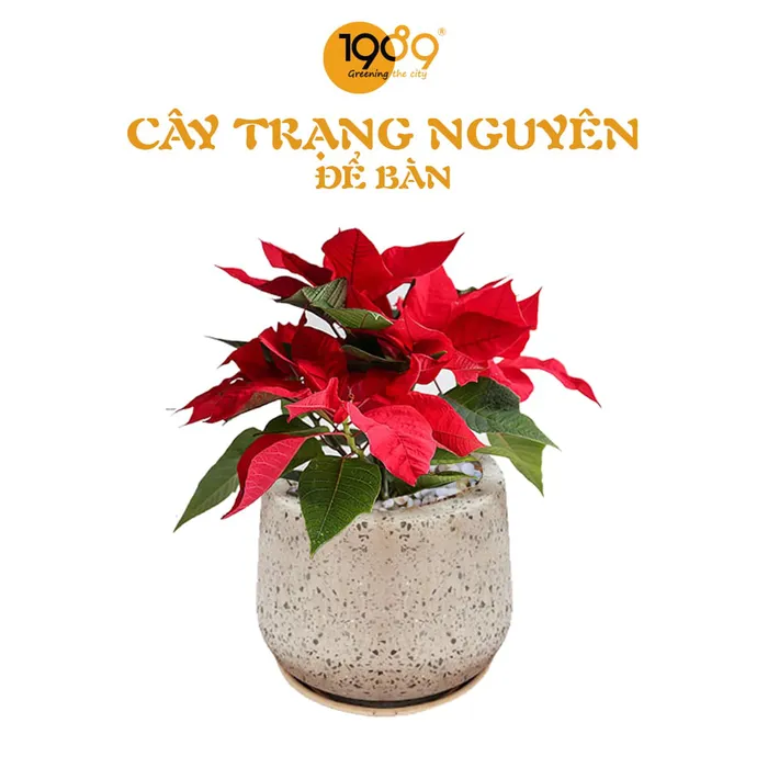 Cây Trạng Nguyên