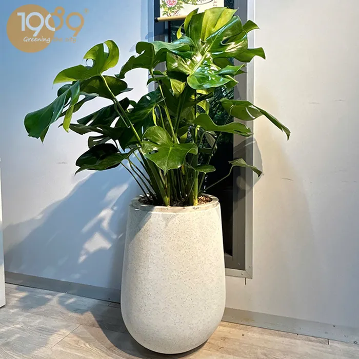 Cây Trầu Bà Nam Mỹ