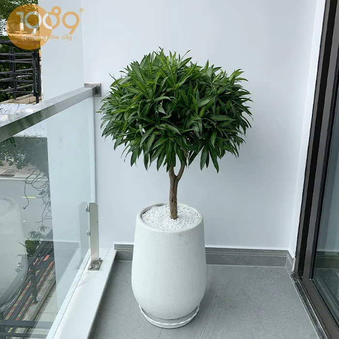 Cây Trúc Bách Hợp