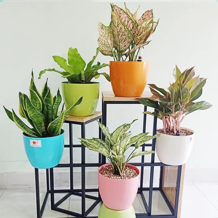 Chậu Trồng Cây Tự Dưỡng 18.5x16cm