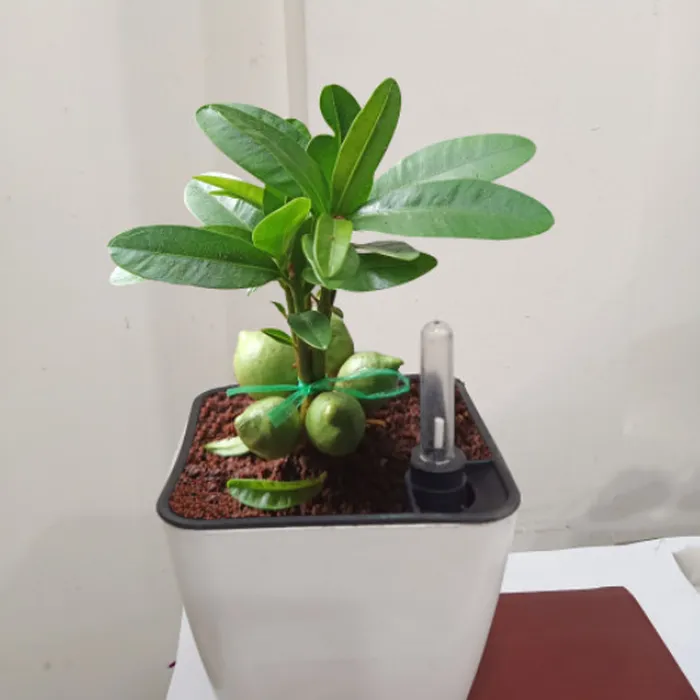 Chậu Thông Minh Tự Tưới Vuông Bầu