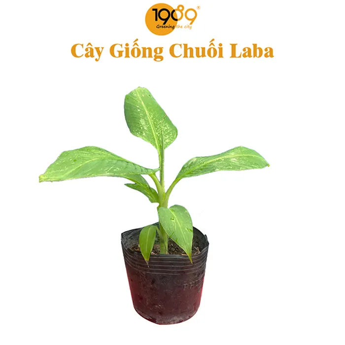 Cây Giống Chuối Laba