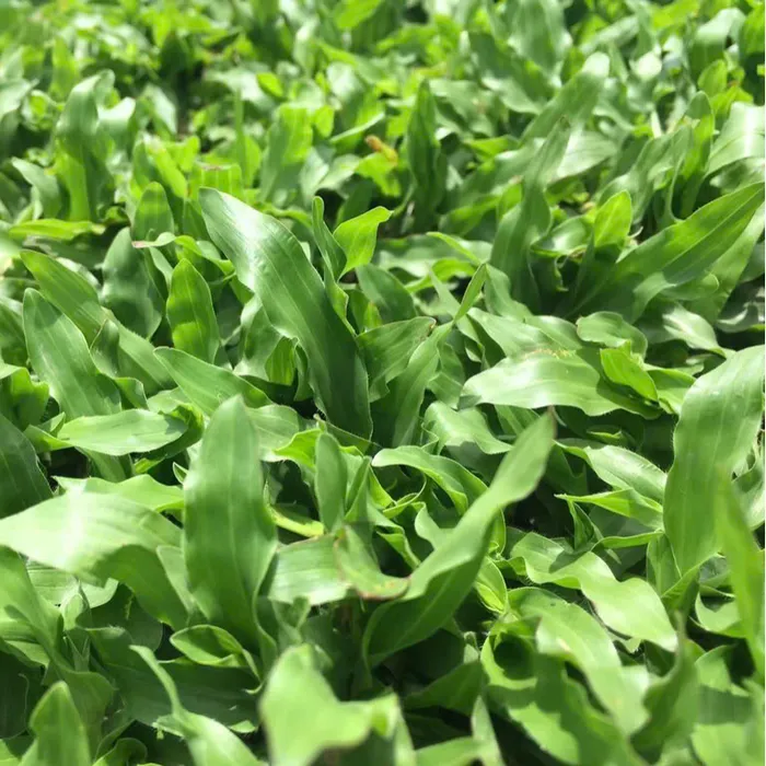 Cỏ Lá Gừng Thái