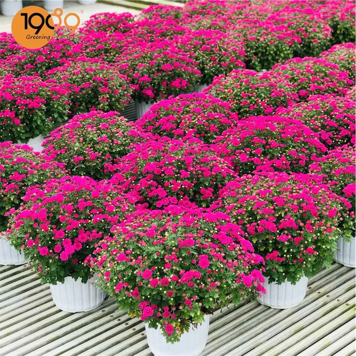 Hoa Cúc Hàn Quốc