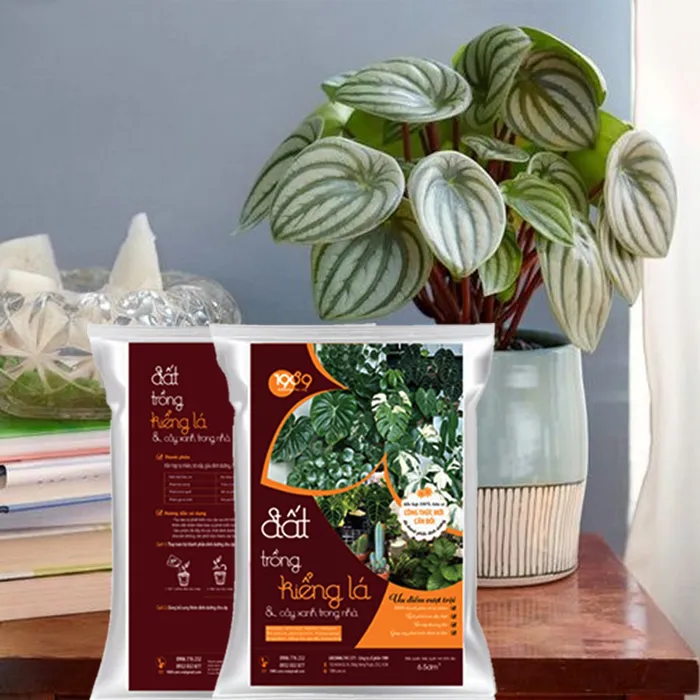 Đất Trồng Sen Đá
