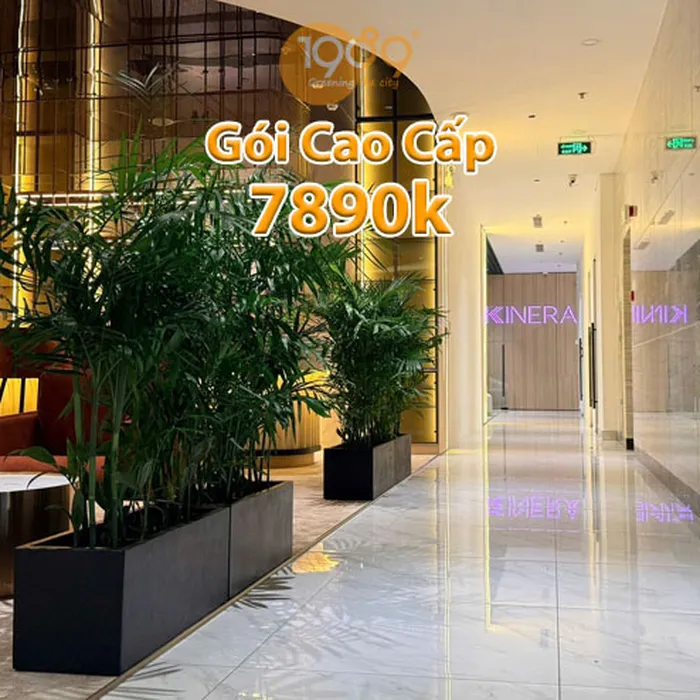 Gói Thuê Cây Văn Phòng Cao Cấp