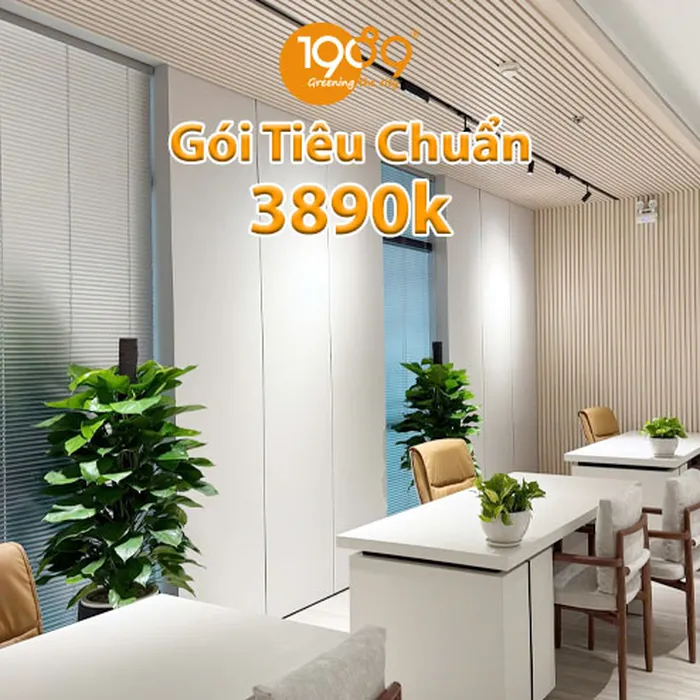 Gói Thuê Cây Văn Phòng Tiêu Chuẩn