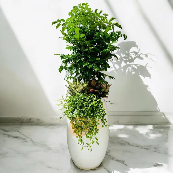 Chậu Giọt Nước Trồng Hạnh Phúc Mix