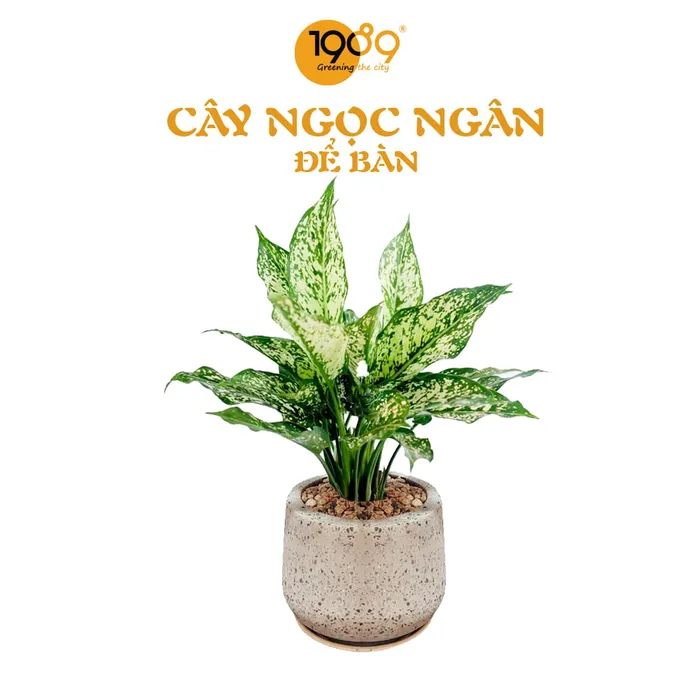 Cây Ngọc Ngân