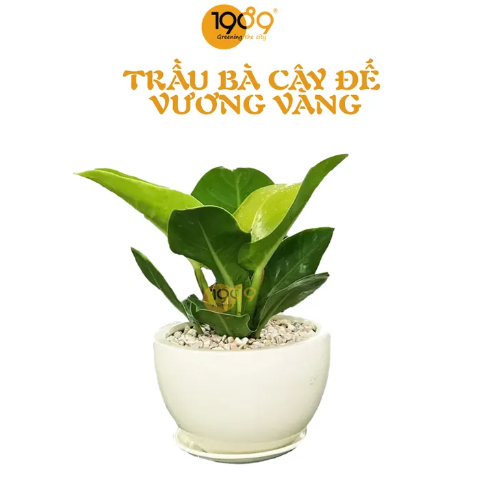 Trầu Bà Cây Đế Vương Vàng