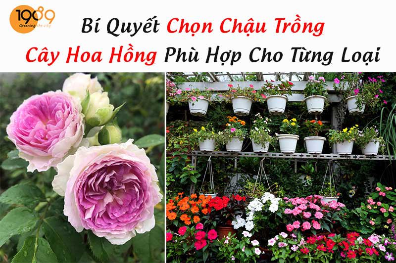 Cây Hoa Hồng (Cao 35cm – Ms: 02983) – Vườn ươm cây hoa cảnh ILG
