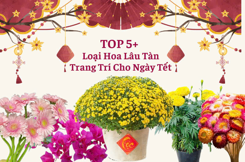 cúc mâm xôi hay cúc đại đóa