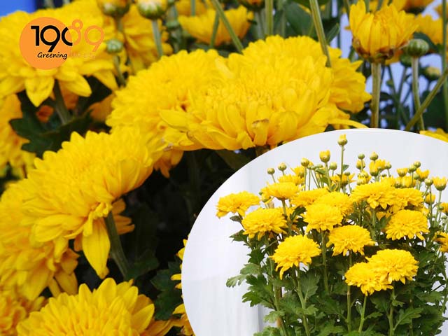 Top 7 cây cảnh, hoa kiểng đẹp chưng ngày tết cúc tiger