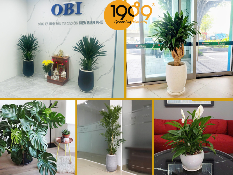 Top 7 Cây Nội Thất Dễ Chăm Sóc Giúp Căn Nhà Luôn Xanh Mát