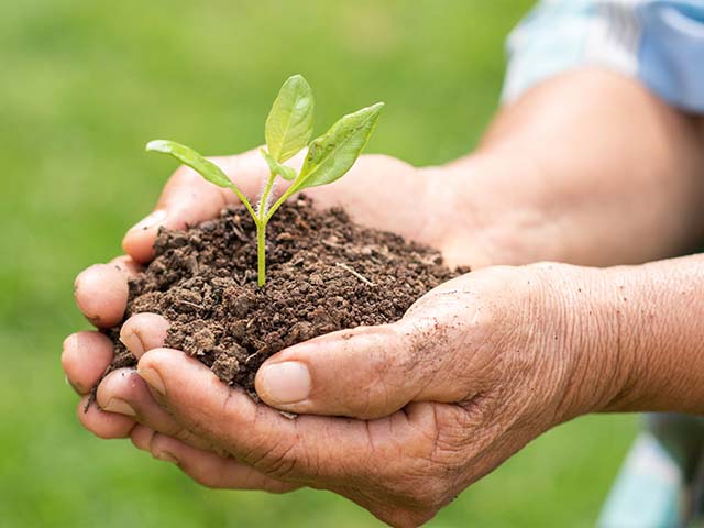 Top 7 Nơi Bán Đất Trồng Cây Quận Bình Thạnh chợ cây xanh.jpg