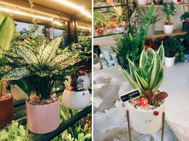 Top 7 Nơi Bán Đất Trồng Cây Quận Bình Thạnh hcm.jpg