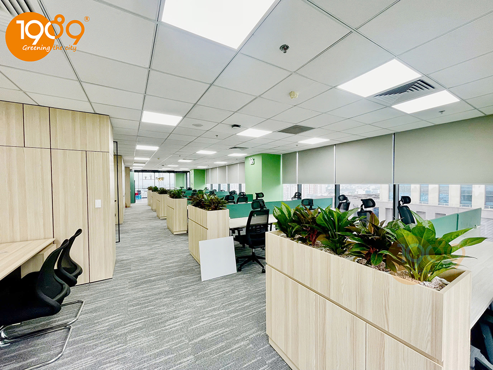 cây cảnh văn phòng giá rẻ