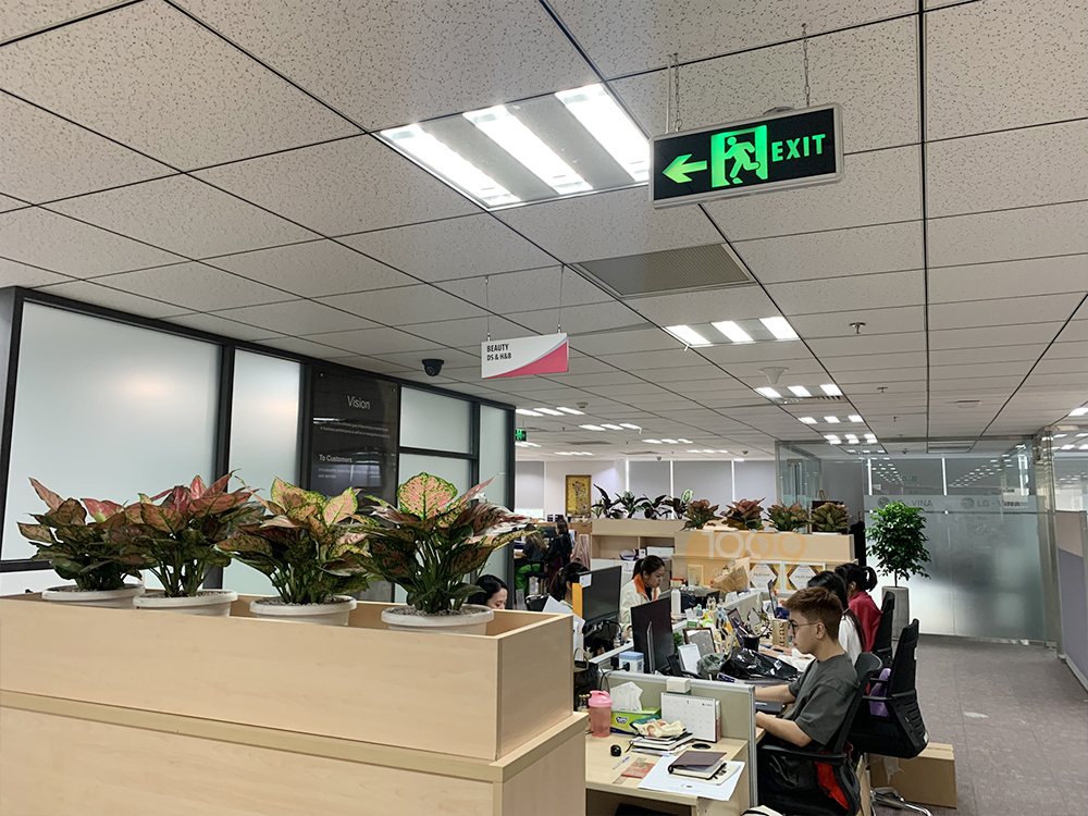 Khám Phá Lợi Ích Cây Xanh Văn Phòng: Bí Quyết Tăng Năng Suất Và Thịnh Vượng