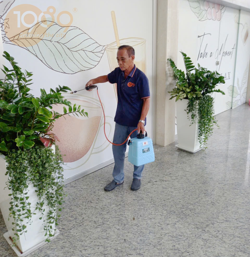 Chăm sóc cây để sàn: Bí quyết giữ lá xanh tươi trong phòng máy lạnh cả bốn mùa