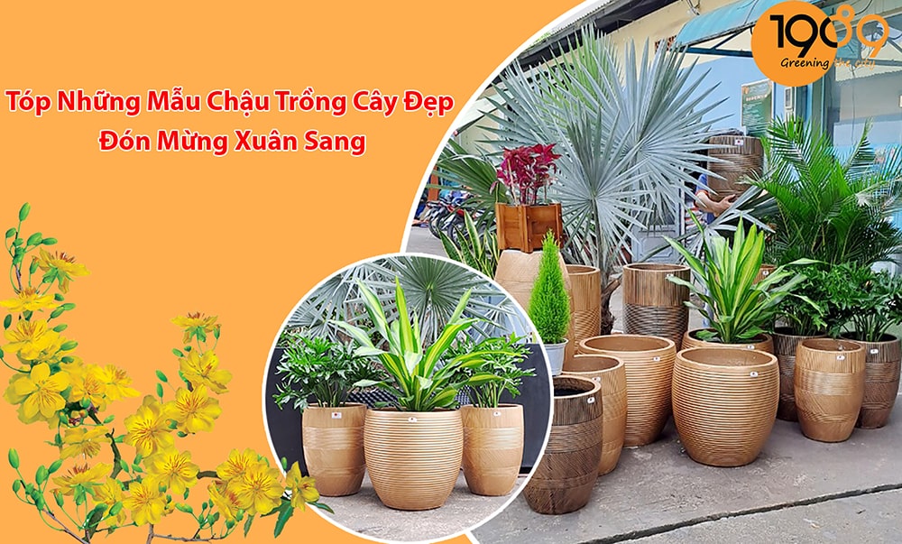 Tóp Những Mẫu Chậu Trồng Cây Đẹp Đón Mừng Xuân Sang