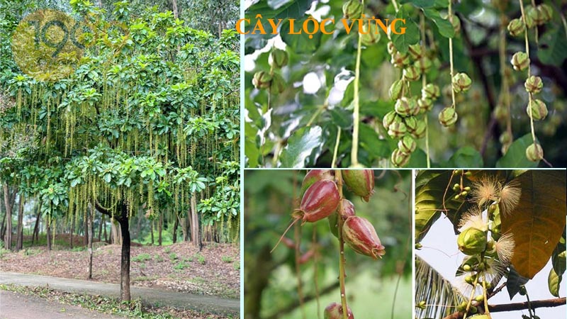 Cây lộc vừng - Tìm hiểu về nguồn gốc, hình thái, công dụng, kỹ thuật trồng và chăm sóc