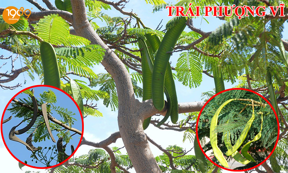 cây Phượng Vĩ