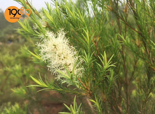 Cây tràm trà xua muỗi đi