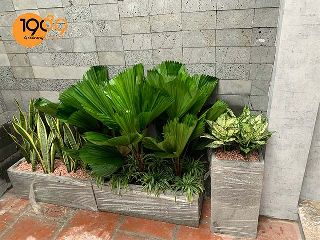 Top 3 Mẫu Chậu Xi Măng Đá Mài Chữ Nhật Giá Rẻ Bạn Nên Biết | 1989 LS