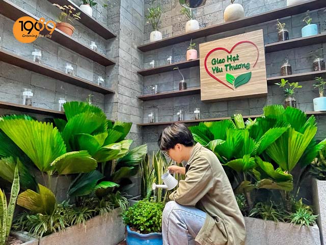 Top Cây Cho Văn Phòng Lợi Ích, Cách Chăm & Ý Nghĩa Phong Thủy