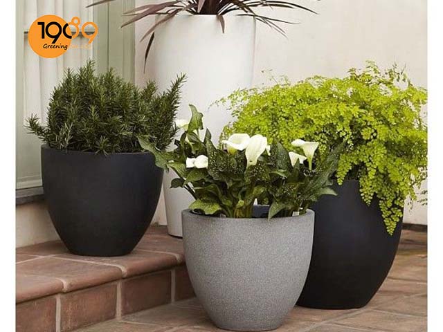 trang tri chau cay xi mang tron