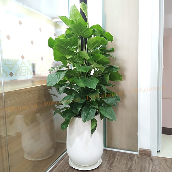 4. Cây trầu bà Đài Loan - Trầu bà leo cột