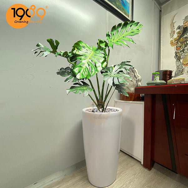 Trầu Bà Nam Mỹ Venus Tự Dưỡng: Thổi Bừng Sức Sống Nhiệt Đới Cho Không Gian