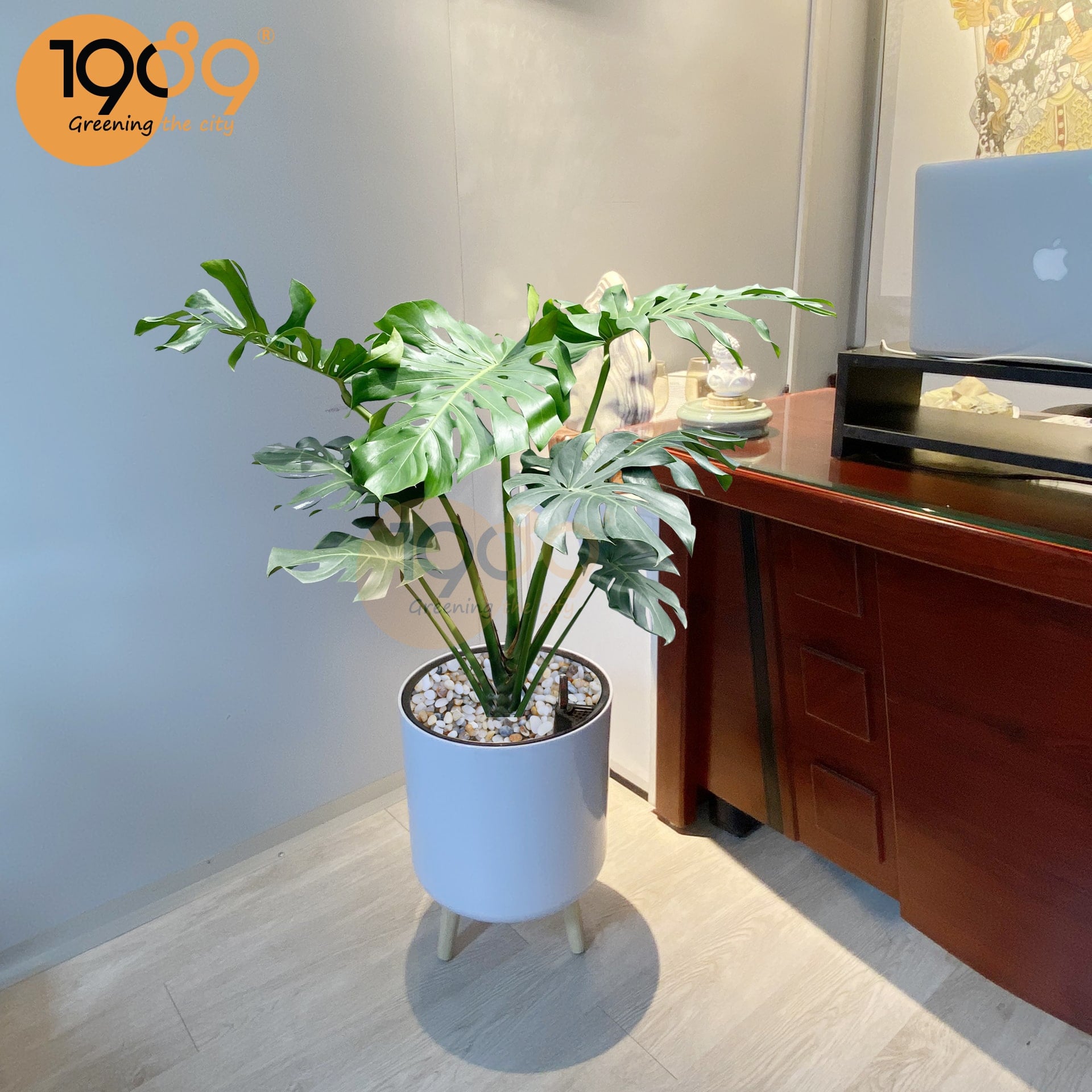 Trầu Bà Nam Mỹ Venus Tự Dưỡng: Thổi Bừng Sức Sống Nhiệt Đới Cho Không Gian