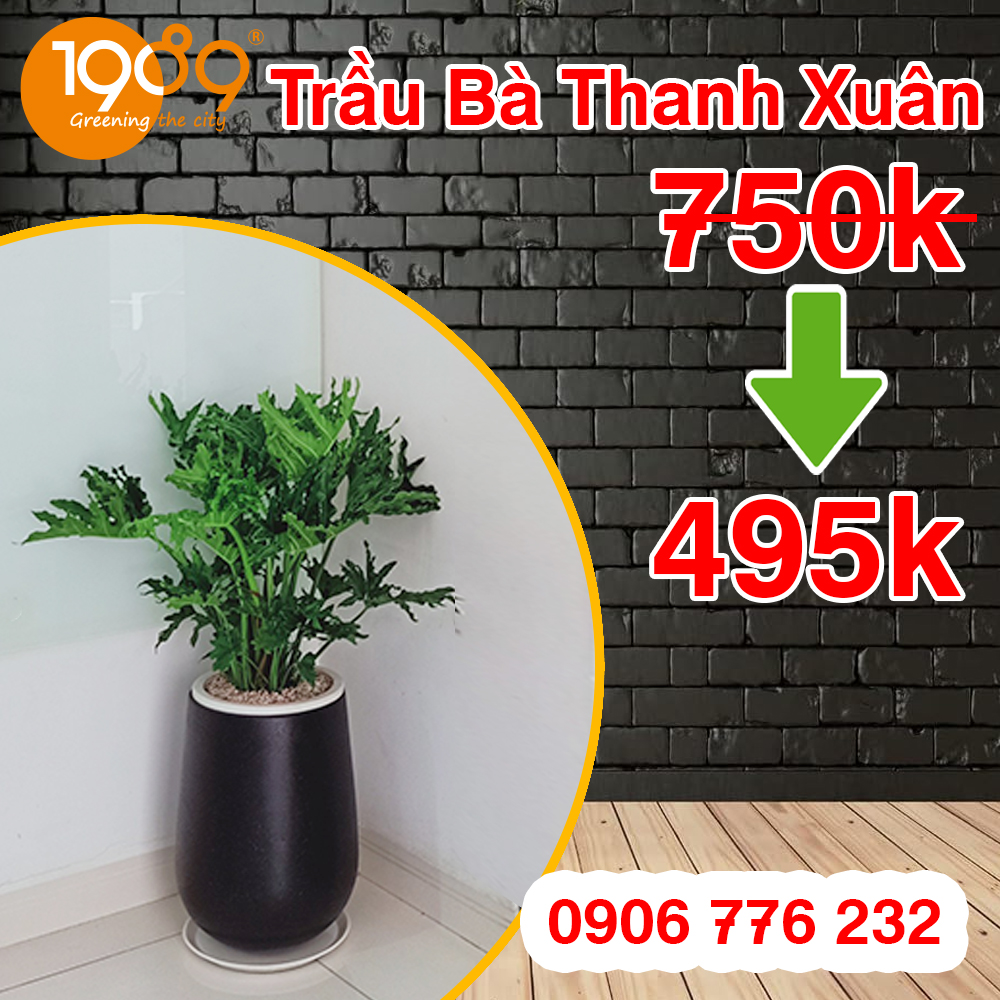 Đặc điểm nổi bật của cây Trầu Bà Thanh Xuân
