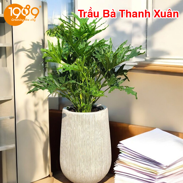 Trầu bà thanh xuân