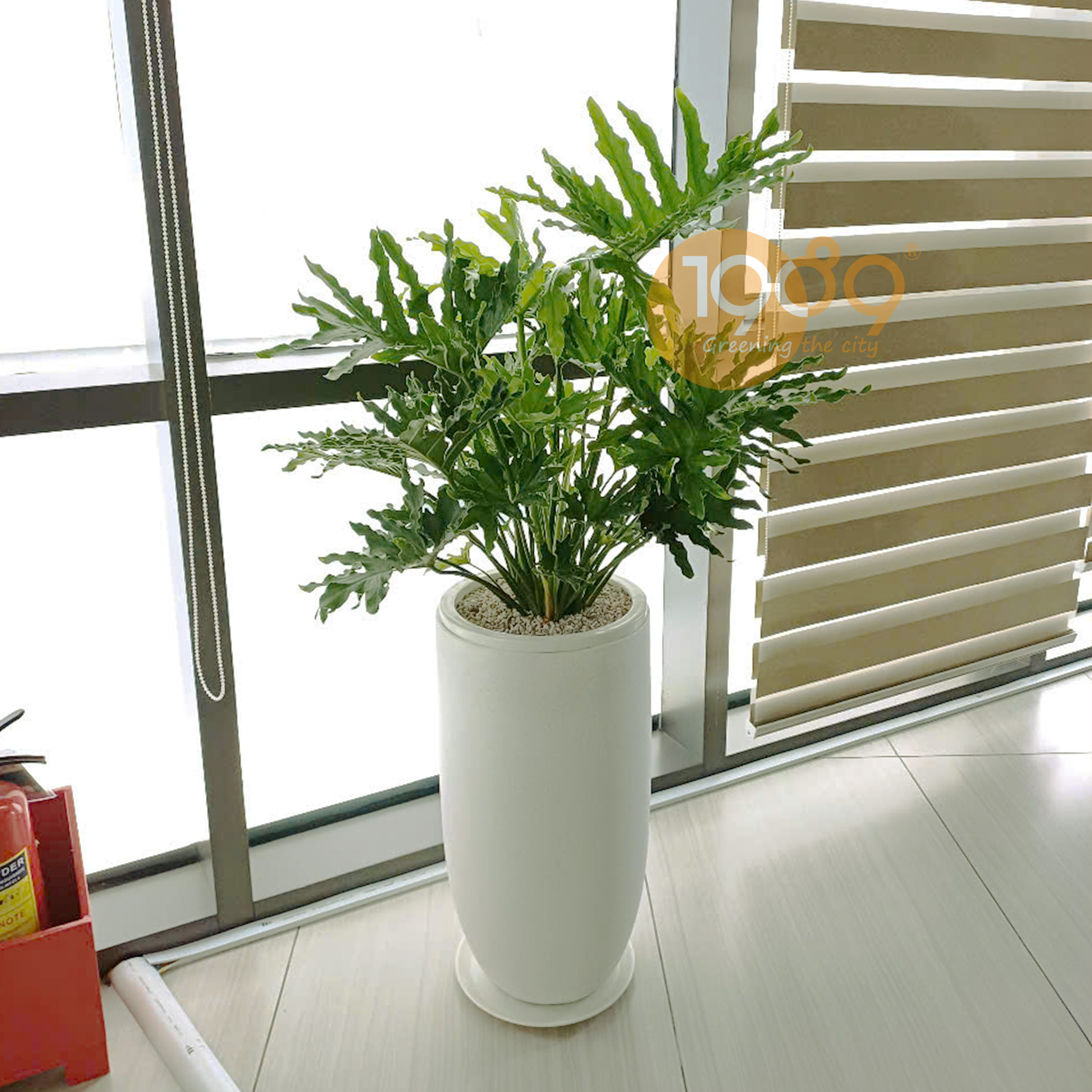 chậu cây trầu bà thanh xuân