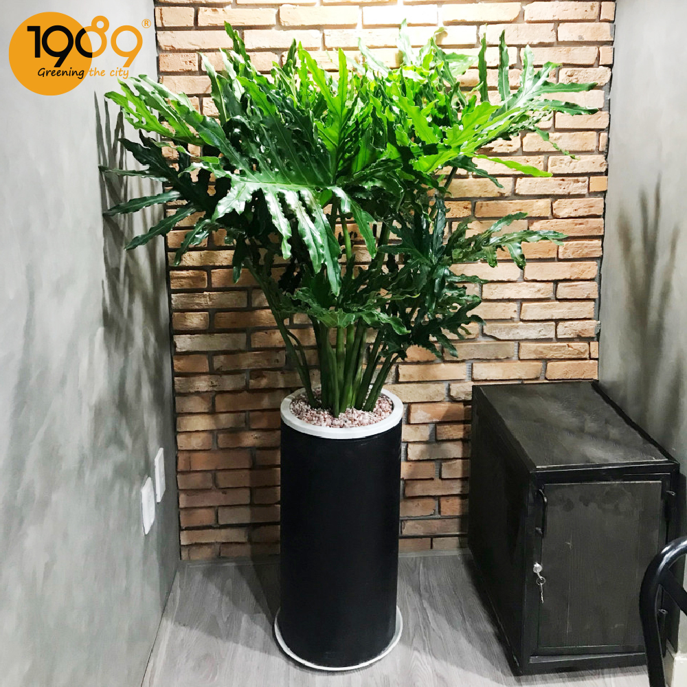 Top 15 Cây Xanh Văn Phòng Được Yêu Thích Nhất Giúp Thanh Lọc Không Khí, Tăng Năng Suất