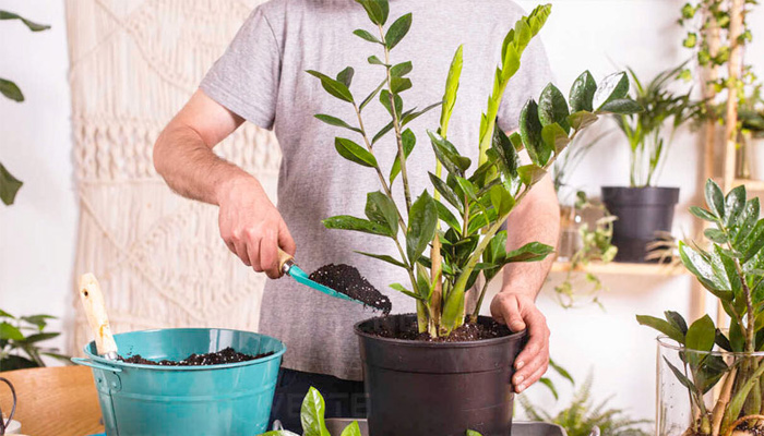 Bí Kíp Chăm Sóc Cây Cảnh Văn Phòng: Hướng Dẫn Từ A-Z Để Góc Làm Việc Xanh Mát