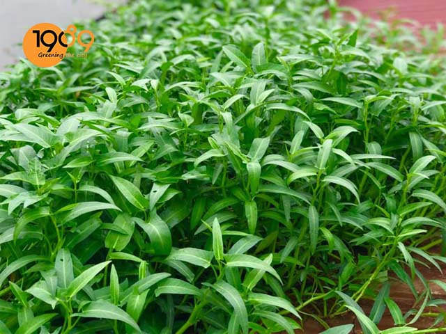 trồng rau muống bằng chai nhựa đất trồng rau ăn lá