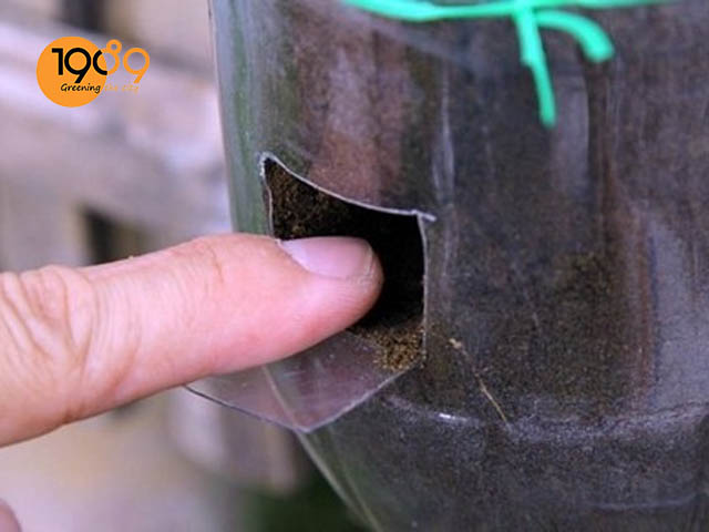 trồng rau muống bằng chai nhựa