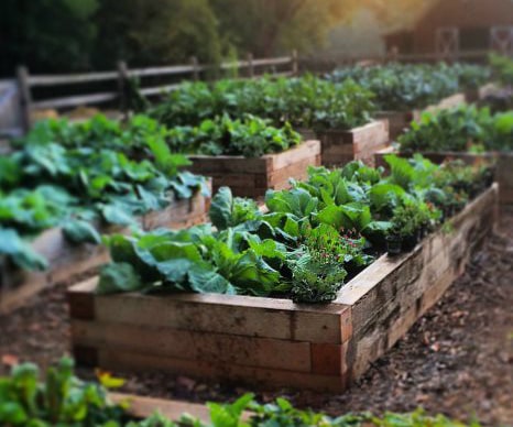 Trồng Rau với Đất Thịt 1989