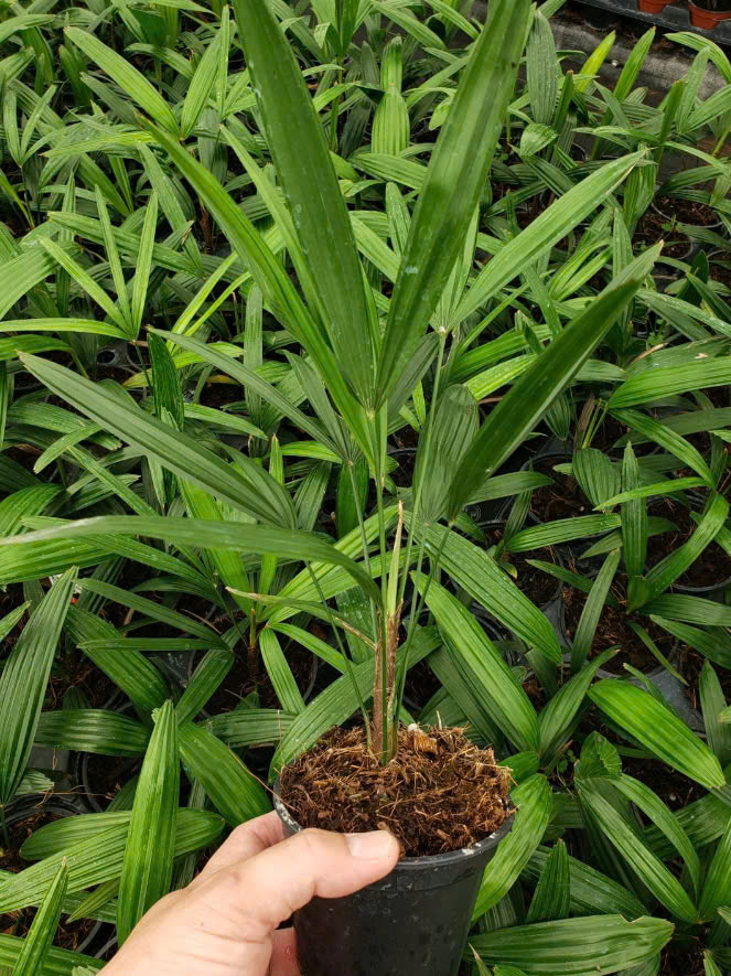trồng cây trúc mây