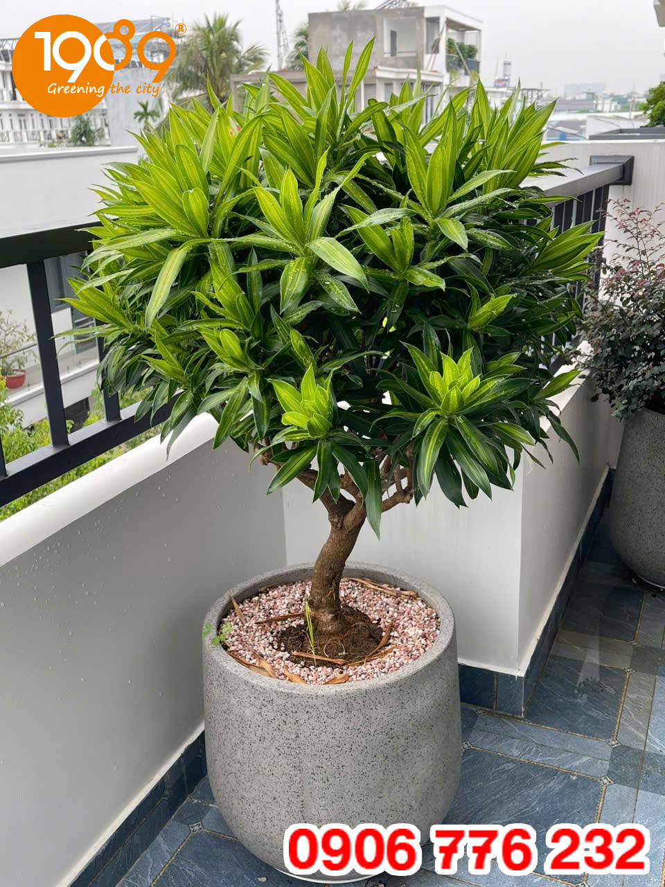Cây trúc bách hợp giá rẻ nhất sài gòn