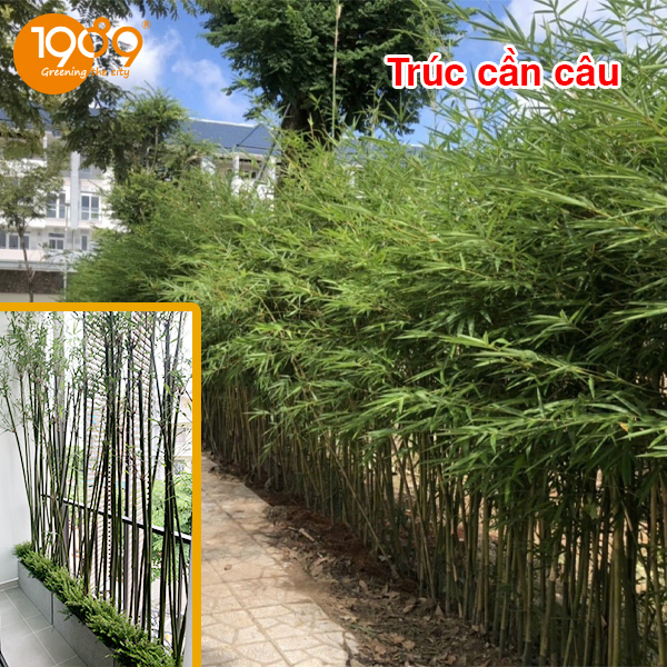 Trúc cần câu cây xanh dịp 30-4 làm quà tặng